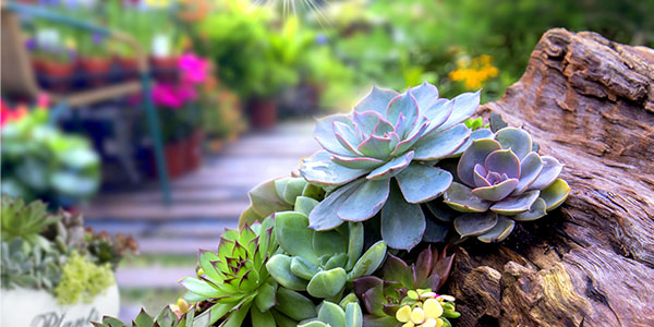 Waterwise gardening tips | LookSee